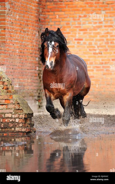 Draft Horse Hi Res Stock Photography And Images Alamy