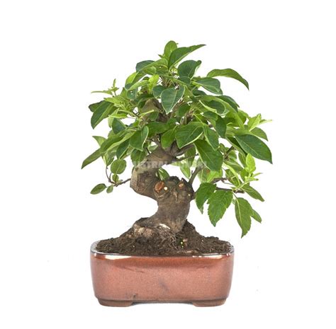 Malus Bonsai 17 Years Crab Apple Or Apple Tree Mistral Bonsai