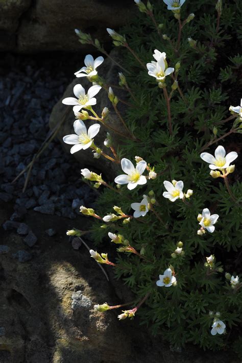 Saxifraga fragilis - PictureThis