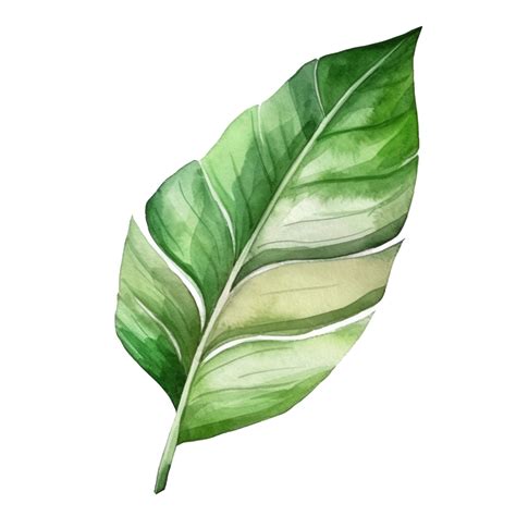 Tropical Palm Leaf Watercolor 22918183 PNG