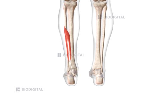 Left flexor hallucis longus | BioDigital Anatomy