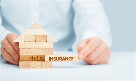 Guide To Mold Damage And Insurance Cover 2021