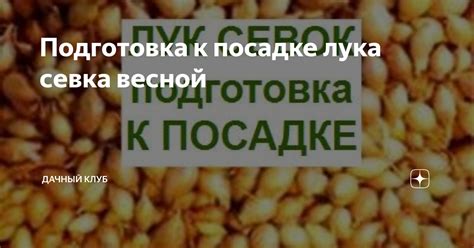 Подготовка к посадке лука севка весной | Дачный клуб | Дзен