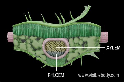 Leaf Structure Xylem And Phloem Diagram Quizlet 49 Off