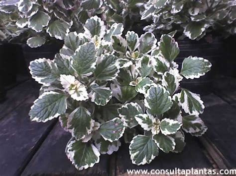 Plectranthus Coleoides O Planta Del Incienso Cuidados