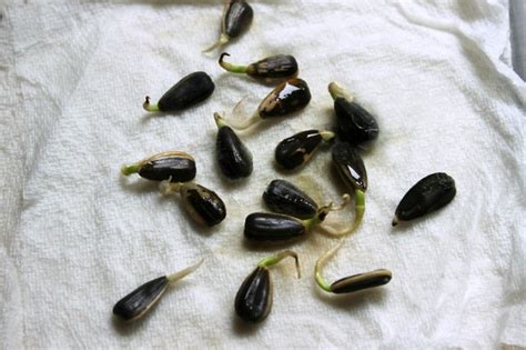 How To Sprout Sunflower Seeds Leaftv