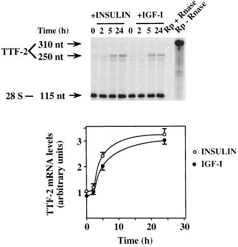 Time Dependent Ttf Up Regulation By Insulin And Igf I Frtl Cells