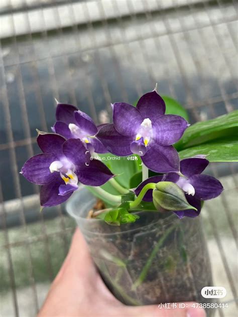 Rare blue! P. Mituo Purple Dragon ‘Blue Whale’ (MCL63), fragrant ...