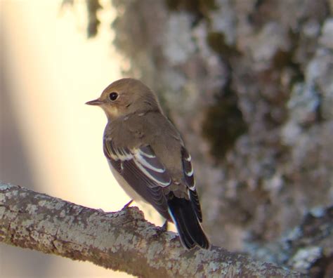 Papamoscas Cerrojillo Ficedula Hypoleuca