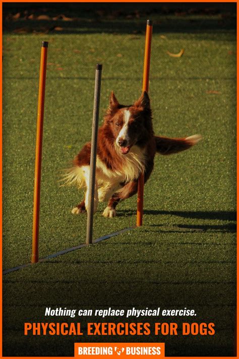 Can Dogs See Green Lasers