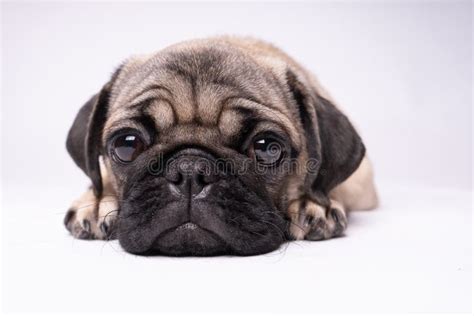 Pug Dog On White Background Cute Friendly Fat Chubby Pug Puppy Pets