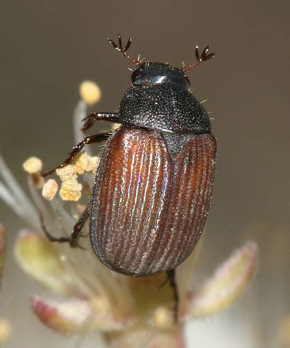 Scarab Sp Serica Bugguide Net