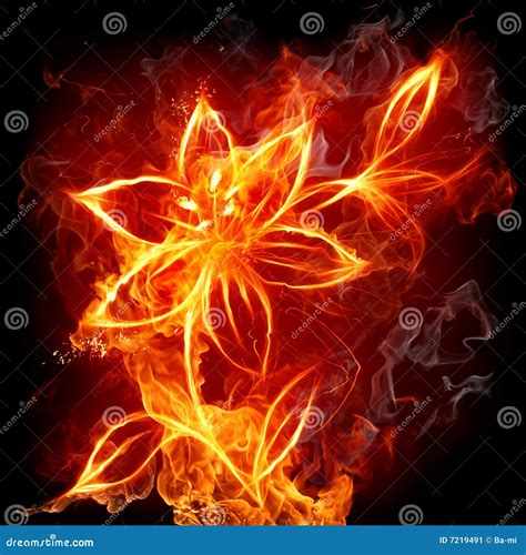 Fire Lily Stock Image Image 7219491