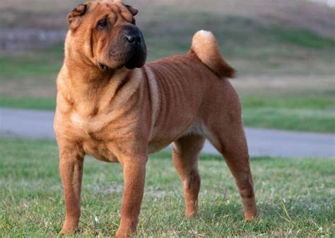 Cuidados y características del Shar Pei Todo lo que debes saber