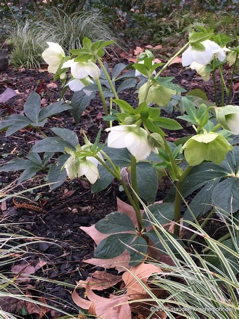 Helleborus X Hybridus White Lady Orientalis Staudengärtnerei