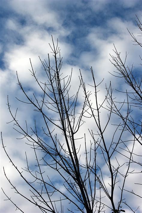 Naked 14 Photograph By Mary Bedy Fine Art America