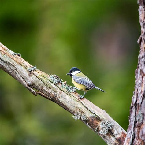 Talitiainen Talitiainen Parus Major Great Flickr