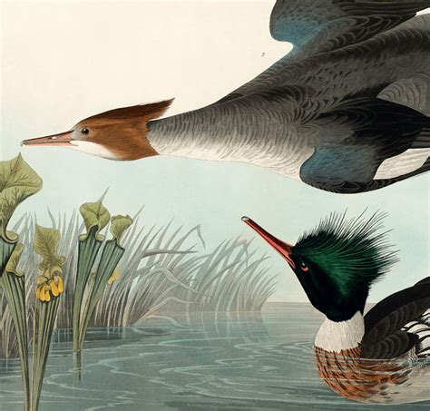 Red Breasted Merganser - Audubon Prints