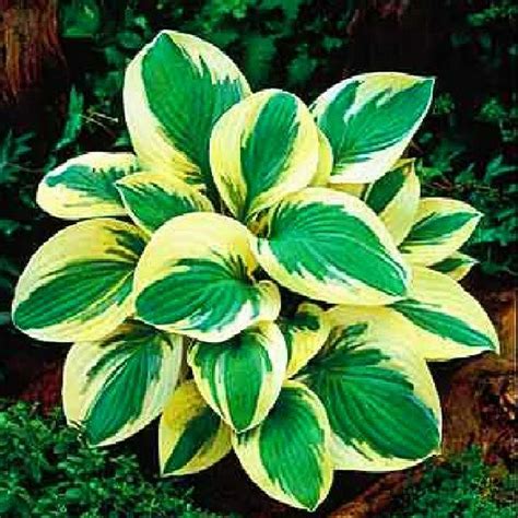 Hosta Funkia Golden Tiara Szt Hosty Sadzonka Sadzonki Funkie Host