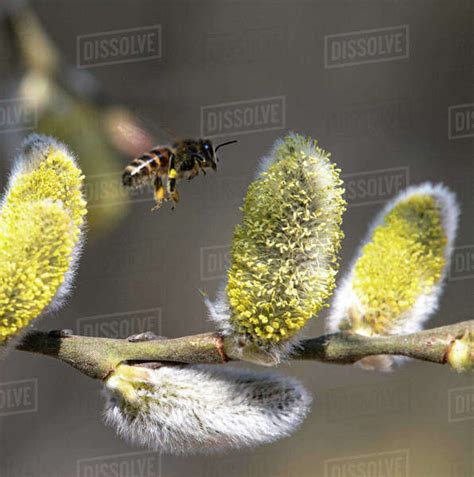 Bee Pollinating A Pussy Willow Blossom Lithuania Stock Photo Dissolve