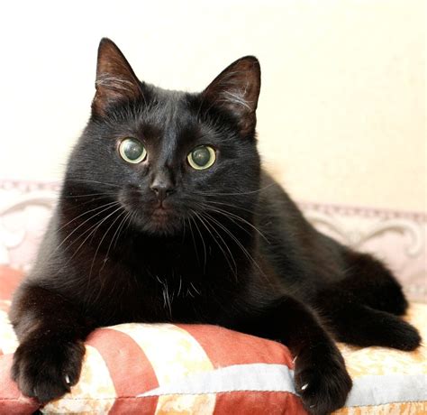 Породы кошек черного окраса - картинки и фото koshka.top