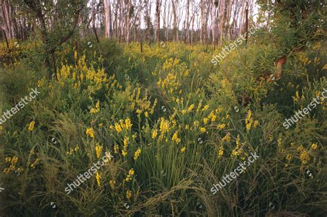 Wallum Heathwildflower Wetlands Pumice Stone Passage Editorial Stock