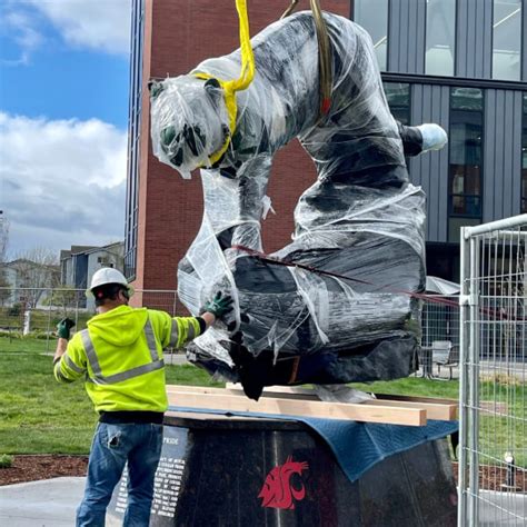 WSU Everett Cougar Pride Statue Arrives on Campus | My Everett NewsMy ...