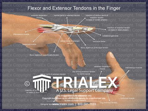 Flexor and Extensor Tendons in the Finger - TrialQuest Inc.