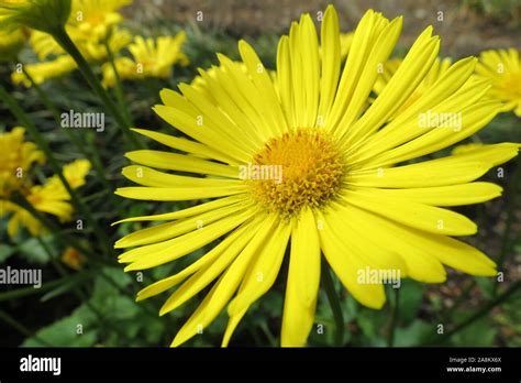Leo pattern hi-res stock photography and images - Alamy