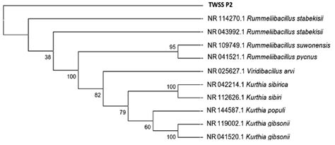 Phylogenetic Tree Reconstructed Applying Maximum Likelihood Method And