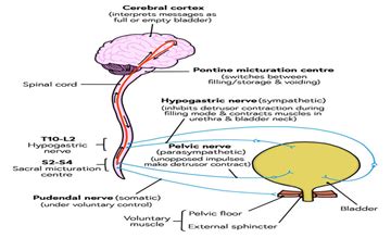 Diagnosis And Management Of Neurogenic Bladder Dysfunction