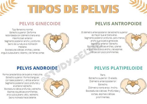 Tipos De Pelvis Pelvis Anatom A P Lvica Udocz