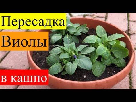 Пересадка Виолы в кашпо на улицу - YouTube