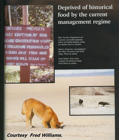 Dingo Behaviour | Save Fraser Island Dingoes