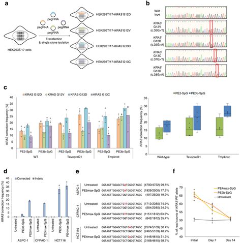 Correction Of Endogenous Kras Mutations In Hek293t17 Cells And Three