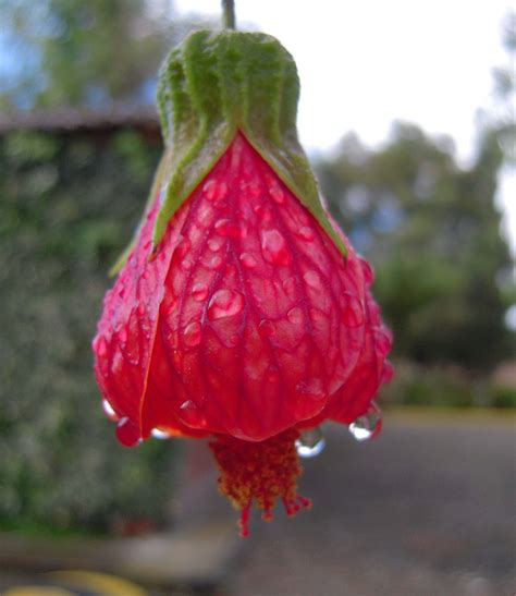 Flower in Ecuador | Flowers petals, Flower garden, Flowers
