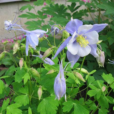 Songbird Bluebird Columbine Aquilegia American Meadows