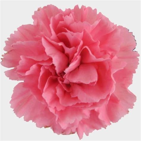 Light Pink Carnation Bouquet