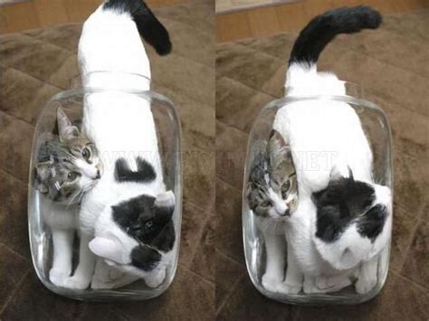 Funny cats: cats in jars