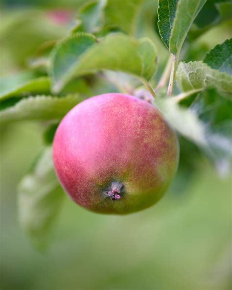 Appelboom Verzorging Tips Informatie Planten Nl