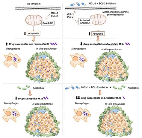 Cell Death Pathways | Schlesinger Lab