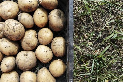 Organic potato crop stock image. Image of machinery - 111869243