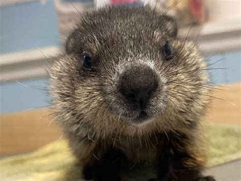 Cute Baby Groundhog