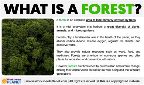 What Is A Forest Definition Of Forest