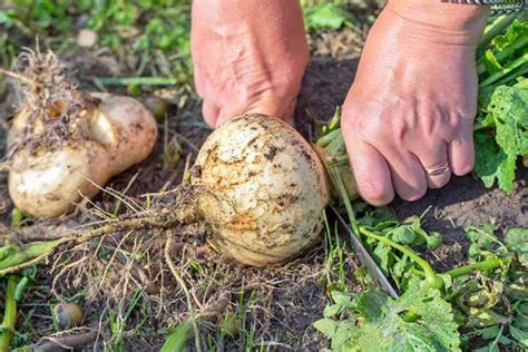 When And How To Harvest Turnips Gardeners Path