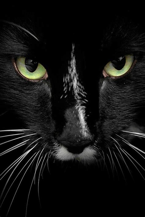 Those Eyes Stare Deep Into Your Soul Felinos Gatos Primer Plano