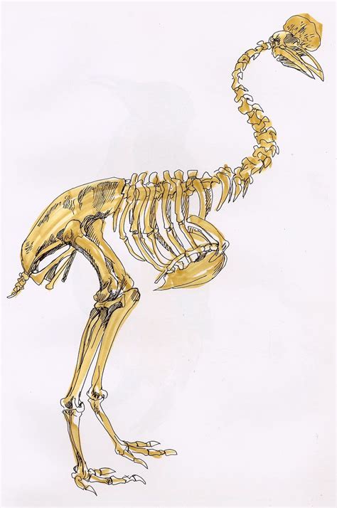 Cassowary Skeleton