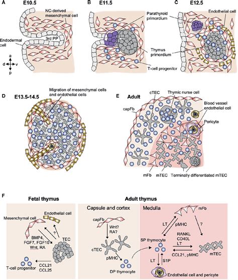 Frontiers Key Factors For Thymic Function And Development 45 Off