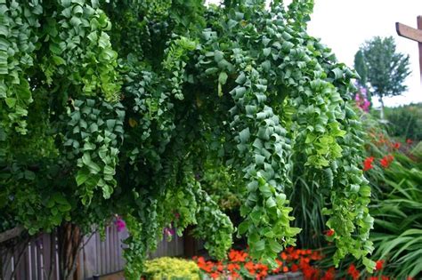 Robinia Pseudoacacia Twisty Baby Black Locust From Belmont Nursery