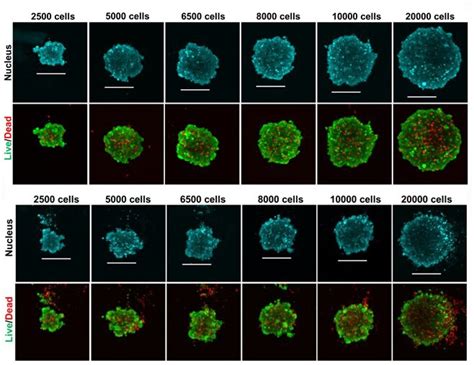 Skov 3 Cell Line Spheroid Generation And Characterization For Ht Assays